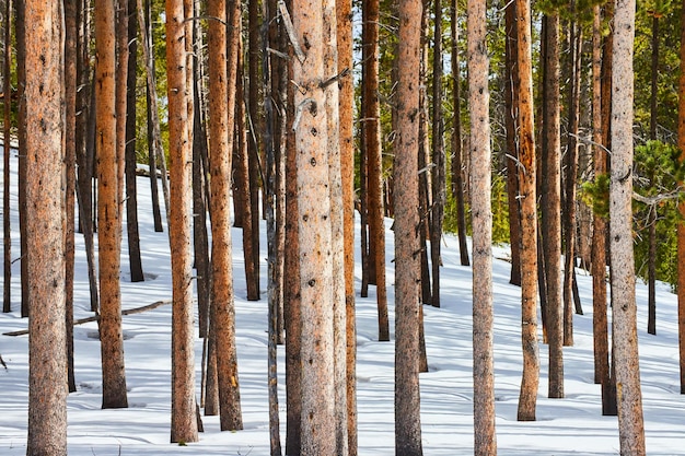 Snowy forest with pine tree trunks filling view