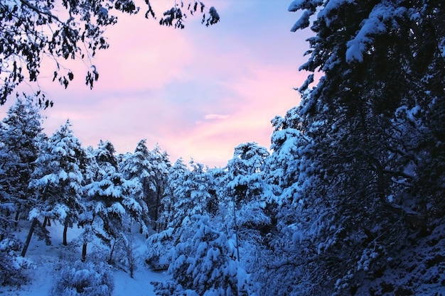 A snowy forest with a pink sky in the background