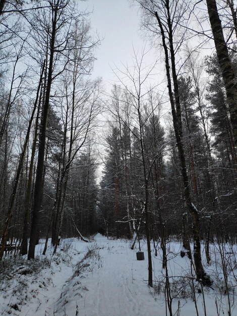 A snowy forest with trees and a sign that says'forest '