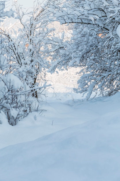 雪の多い森