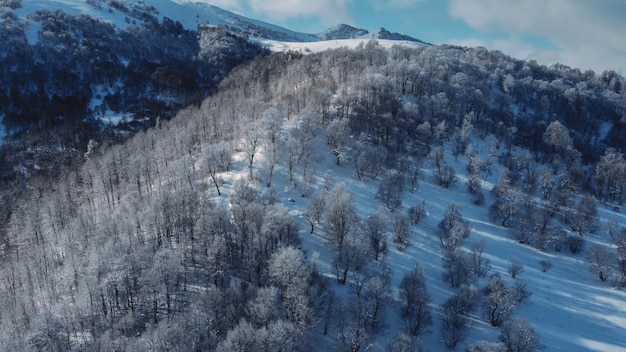 雪に覆われた森