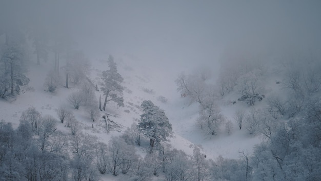 雪に覆われた森