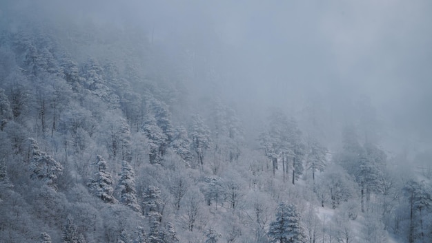 雪に覆われた森