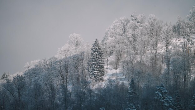 雪の森