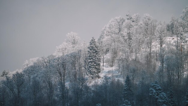 雪に覆われた森