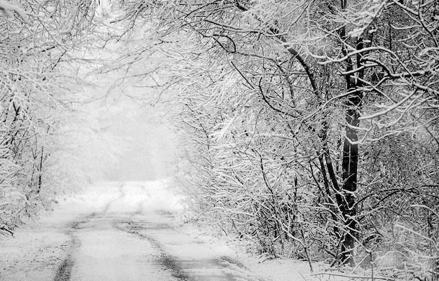 Foto strada invernale ghiacciata innevata tracce di pneumatici nella neve foresta dopo nevischio paesaggio forestale invernale monocromatico guida invernale su strada di campagna posto vuoto per il testo