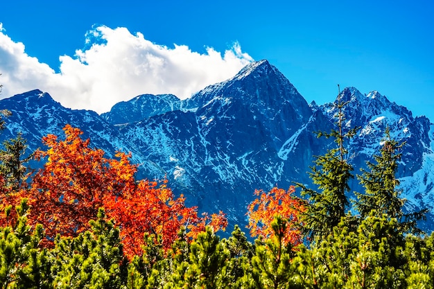 화려한 가을 나무가 있는 눈 덮인 하이 타트라스(Snowy High Tatras) 젤렌 호수에서 슬로바키아 벨리안스케 타트리(Belianske Tatry) 산 근처 코티지 플레스니베크(Plsnivec)까지 하이킹