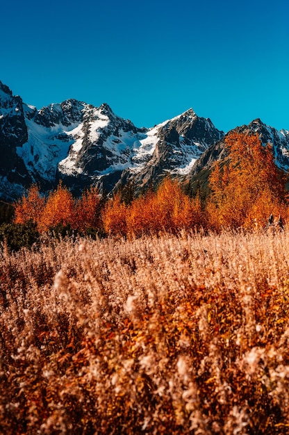 사진 화려한 가을 나무가 있는 눈 덮인 하이 타트라스(snowy high tatras) 젤렌 호수에서 슬로바키아 벨리안스케 타트리(belianske tatry) 산 근처 코티지 플레스니베크(plsnivec)까지 하이킹