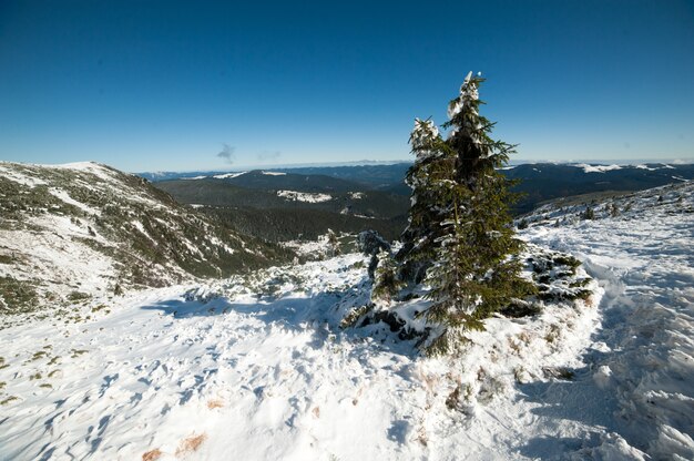 Snowy landscape in coniferous forest mountains