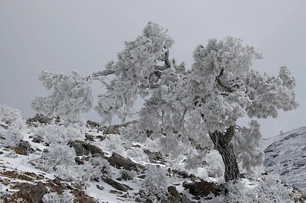 Snowy landscape in the Sierra de Baza Natural Park - Granada 