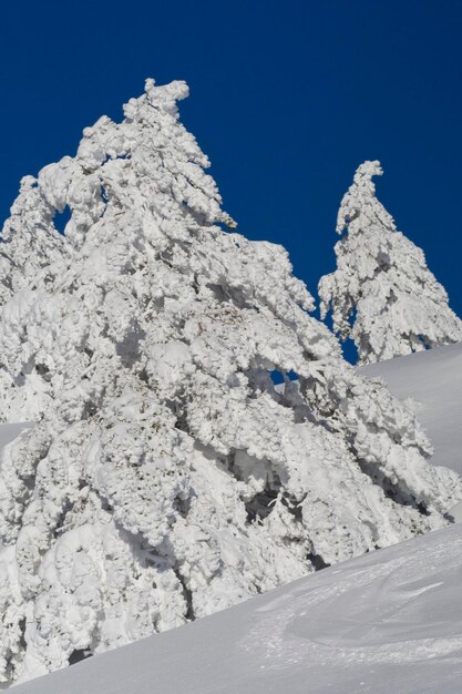 Snowy landscape sierra de guadarrama national park spain