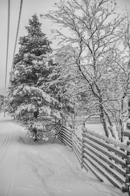 A snowy landscape with trees and fences