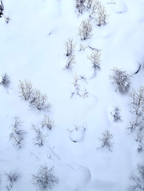 Photo a snowy landscape with trees and a small stream in the middle.