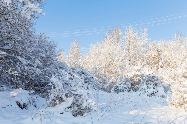 Snowy landscape