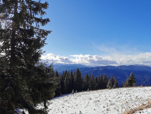 Snowy landscape