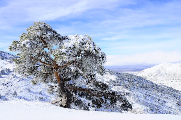 グラナダスペインの内部からの雪景色