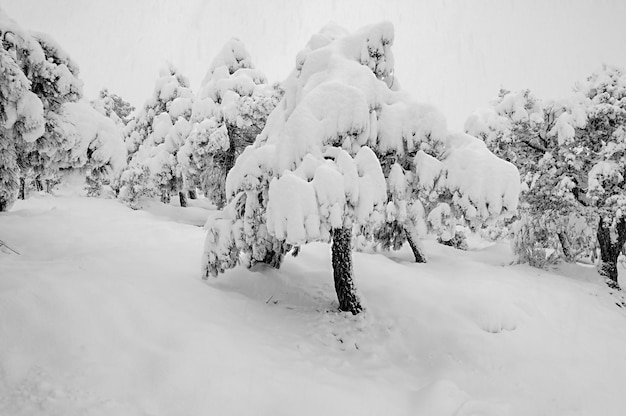 Snowy landscapes from the interior of granada  spain