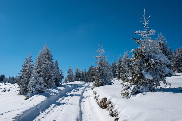 Snowy mountain country road in the forest