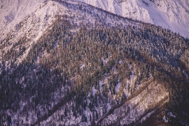 Snowy mountain forest at the sunset