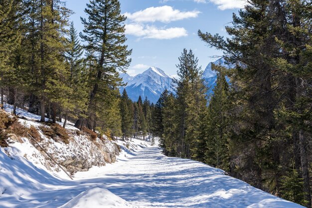 Snowy mountain road in the forest during winter time Banff National Park Canadian Rockies