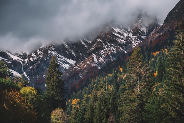 Snowy mountain slope and autumn forest