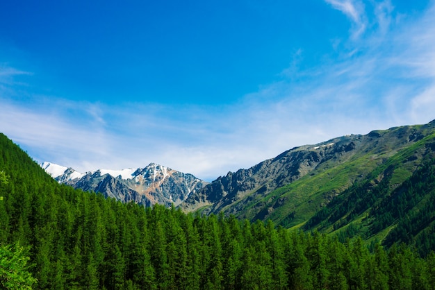 Snowy mountain top behind wooded hill under blue clear sky. Rocky ridge above coniferous forest. Atmospheric minimalistic landscape of majestic nature.