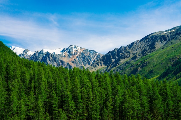 Верхняя часть горы Snowy за лесистым холмом под голубым ясным небом. Скалистый хребет над хвойным лесом. Атмосферный минималистичный пейзаж величественной природы.
