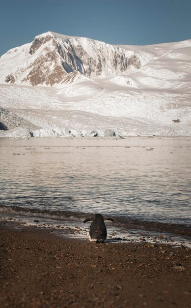 Snowy mountains in Paraiso Bay Antartica