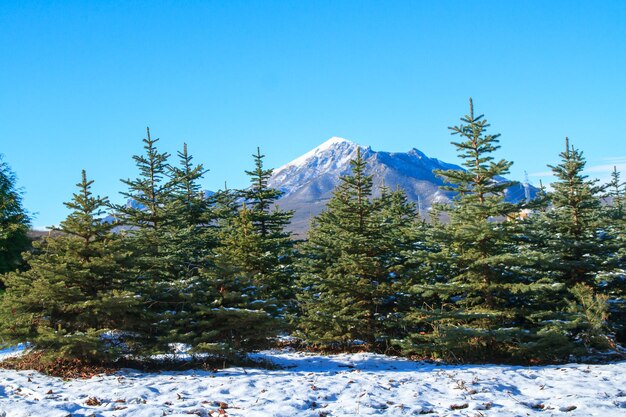 雪の多い山々、松の木