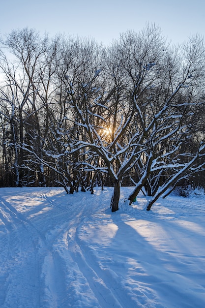 Snowy nature. Sun through the trees.