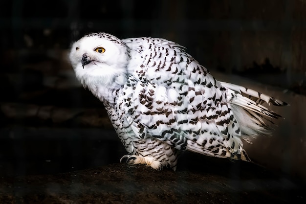 Il gufo delle nevi bubo scandiacus su rocce scure bellissimo gufo polare bianco