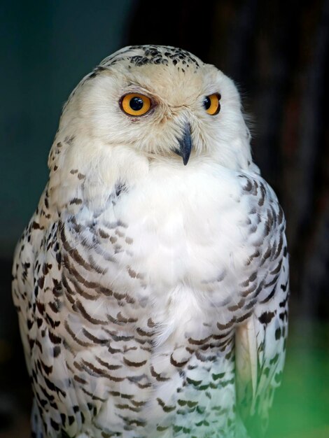 Snowy owl Bubo scandiacus