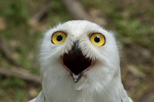 Foto snowy owl nella natura