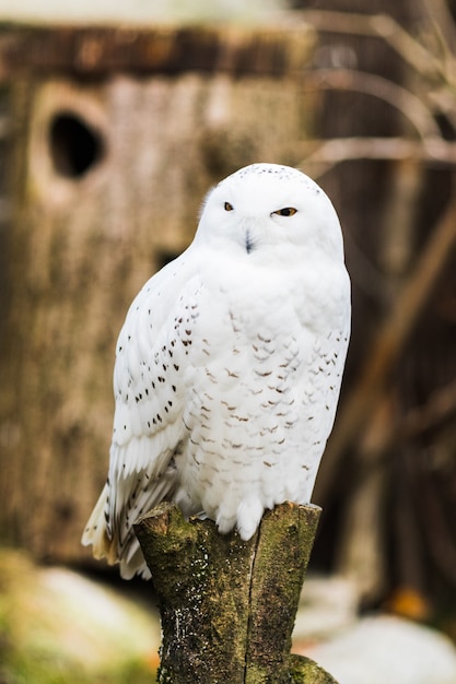 A Snowy owl perched on a branch in spring