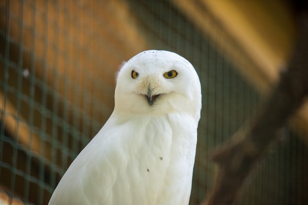 動物園で静かに外を見て座っているシロフクロウ