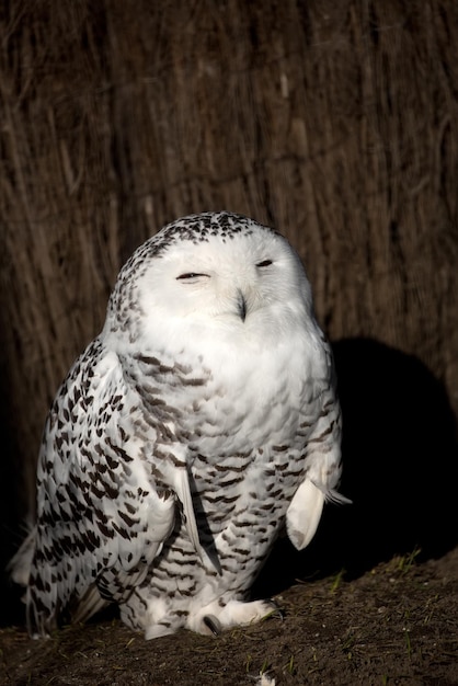 野生のシロフクロウ