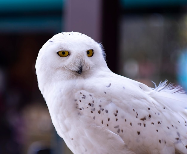 A snowy owl with yellow eyes is looking at the camera.