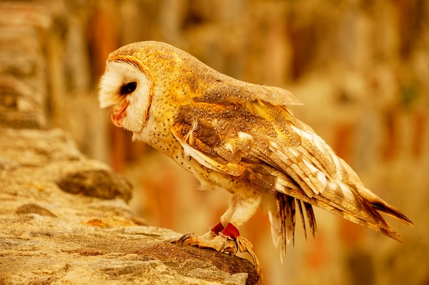 Snowy Owl