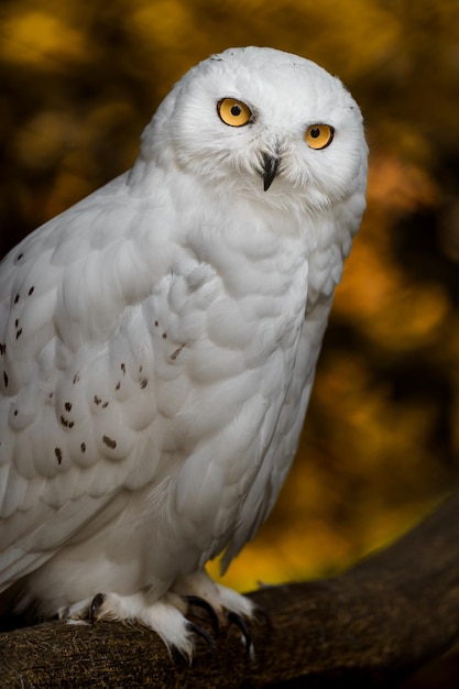 Snowy owl