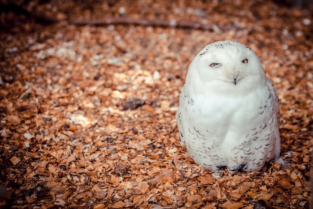 Snowy Owl