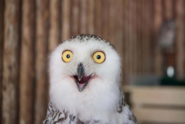 Photo snowy owl