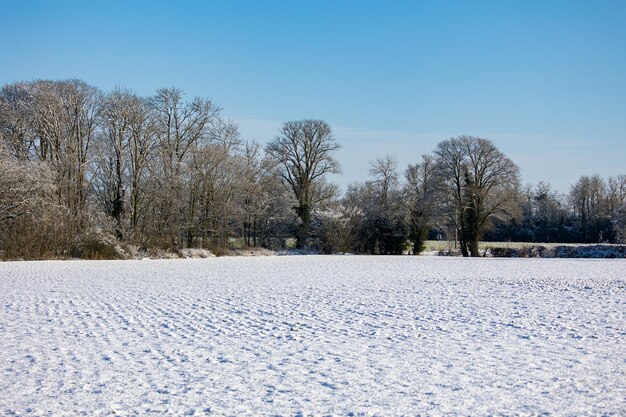 青い空の下の雪の公園