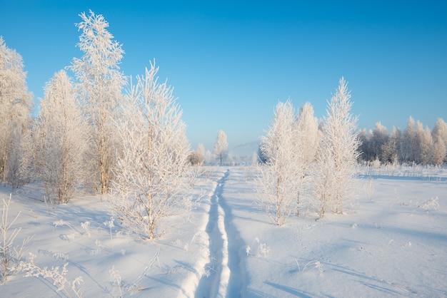 Snowy park in daylight