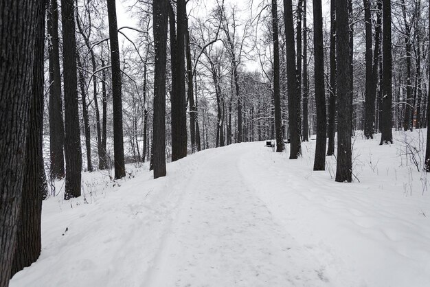 모스크바의 도시 공원에서 눈 덮인 길