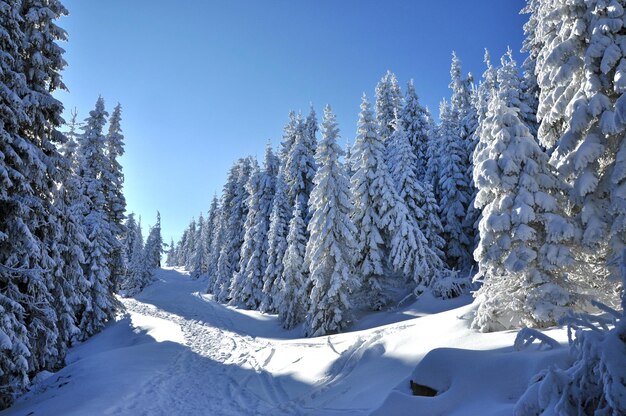 Snowy path in the forest