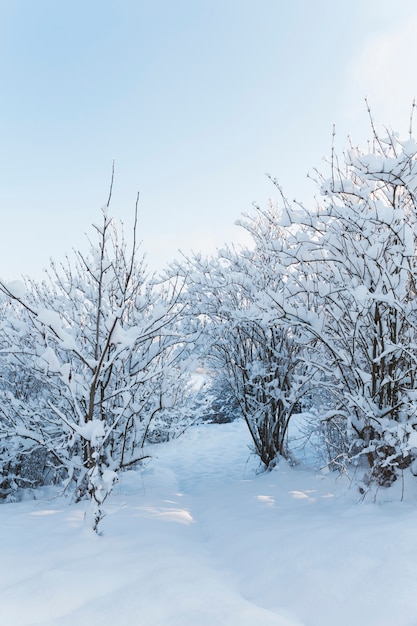 Photo snowy path in a forest