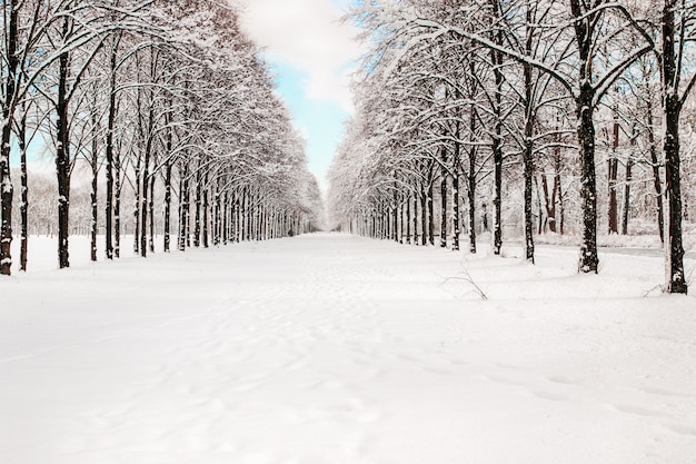 Snowy path into several trees in a forest