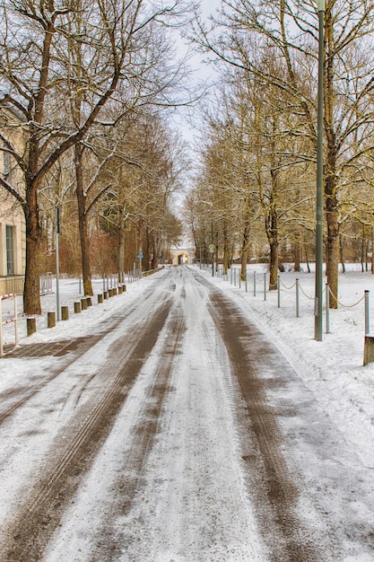 Snowy path into several trees in a forest