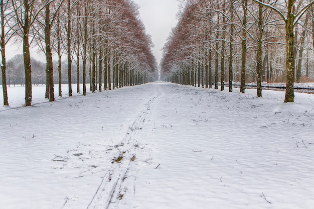 Snowy path into several trees in a forest