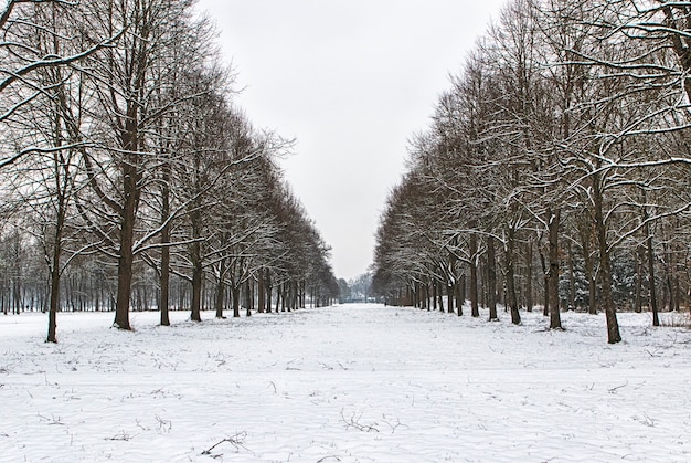 Snowy path into several trees in a forest